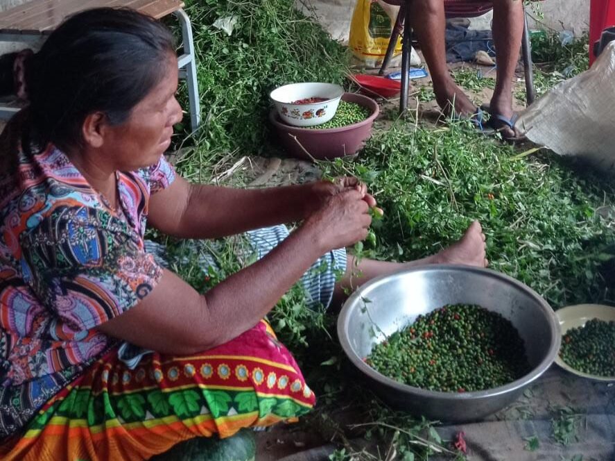Frutos del Chaco empoderan a mujeres ind�?­genas y conquistan la gastronom�?­a